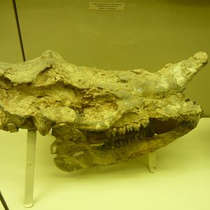 Gobiatherium mirificum skull