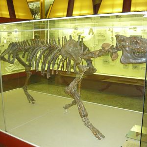 Allacerops turgaica skeleton