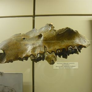 Brachyodon gobiensis jaw fragment