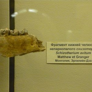 Schizotherium avitum jaw fragment