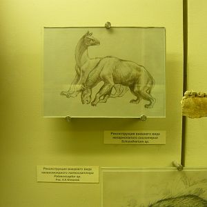 Schizotherium sp. reconstruction