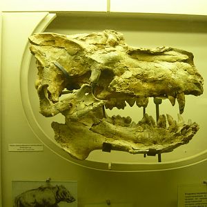 Enthelodon sp. skull