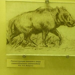 Enthelodon reconstruction