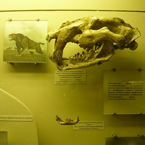 Machairodus irtyshensis skull and Felis (Profelis) aff. leiodon mandible