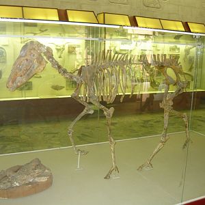 Hipparion sp. skeleton