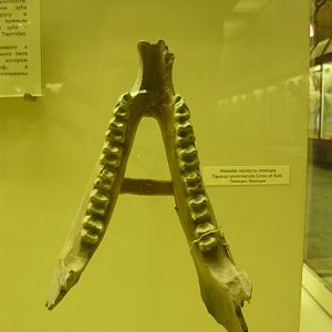 Tapirus arvenensis mandible