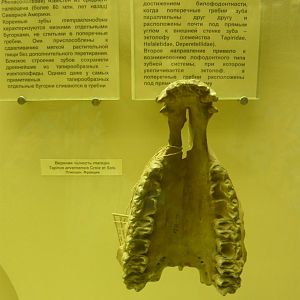 Tapirus arvenensis upper jaw