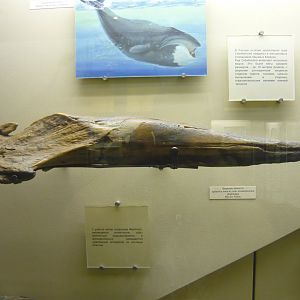 Miocene Ziphiid whale upper jaw