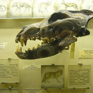Dire wolf skull (cast)