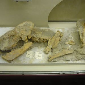 Prodinoceras martyr skeleton