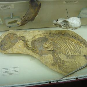 Pithanotaria starri skeleton impression (cast)