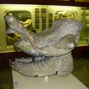 Brontops sp. skull (cast)