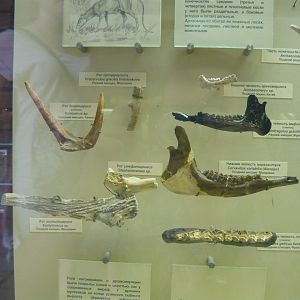 Various artiodactyl fragments