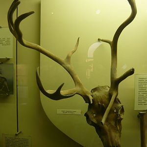 Reindeer skull