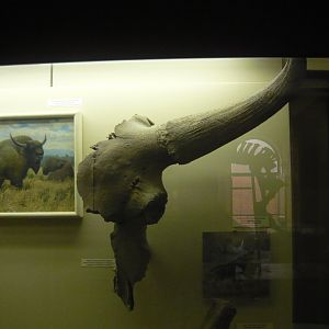 Bison priscus longicornis skull fragment