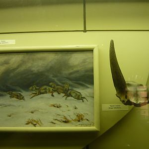 Pleistocene Saiga skull fragment