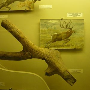 Eucladoceros pliotarandoides antler and reconstruction