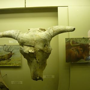 Adjiderebos cantabilis skull