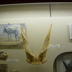 Spirocerus kiaktensis skull fragment
