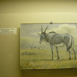 Spirocerus kiaktensis reconstruction