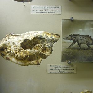 Hyaenictitherium hyaenoides orlovi skull and reconstruction