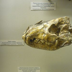 Hyaenictitherium venator skull