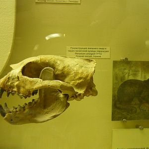Eomellivora (Perunium) ursogulo skull
