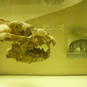 Percrocuta eximia skull