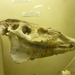 Hipparion elegans skull