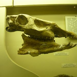 Hipparion giganteum skull