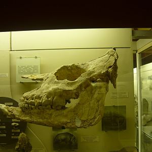 Chilotherium cf. haberi skull