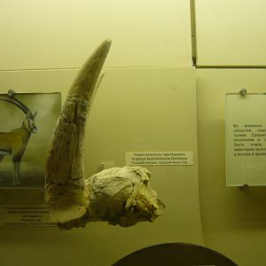 Protoryx tadzhikistanica skull fragment