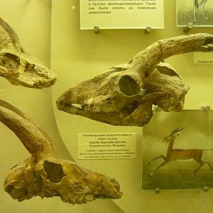 Gazella deperdita skulls