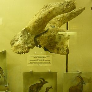 Tragocerus sp. skull fragment