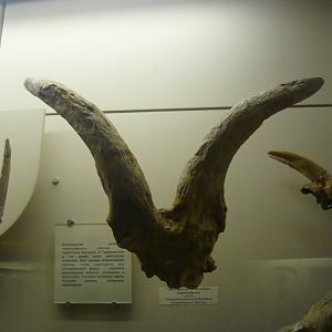Torticornis ortokensis skull fragment