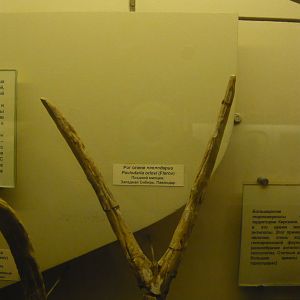 Pavlodaria orlovi antler