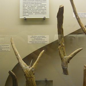 Cervavitus variabilis antlers