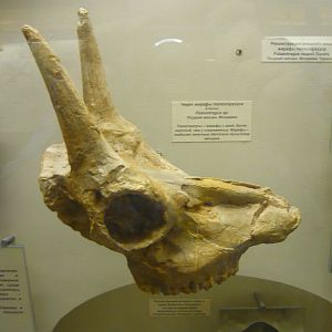 Palaeotragus sp. skull (cast)