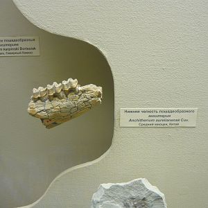 Anchitherium aurelianense jaw fragment