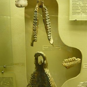 Paranchitherium karpinskii upper jaw and mandible