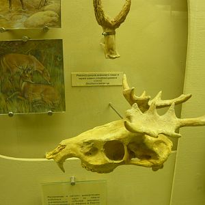 Stepanocemas sp. skull (cast) and reconstruction