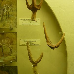 Dicrocerus sp. and Paradicrocerus flerovi antlers