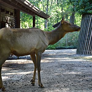 Elk
