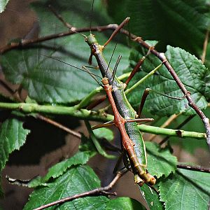 Diapherodes gigantea