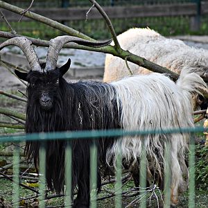 Valais Blackneck