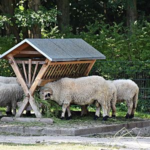 Valais Blacknose sheep