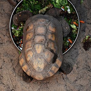 Yellow-footed tortoise