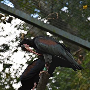 Northern bald ibis