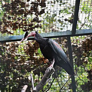 Northern bald ibis