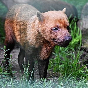 Bush dog